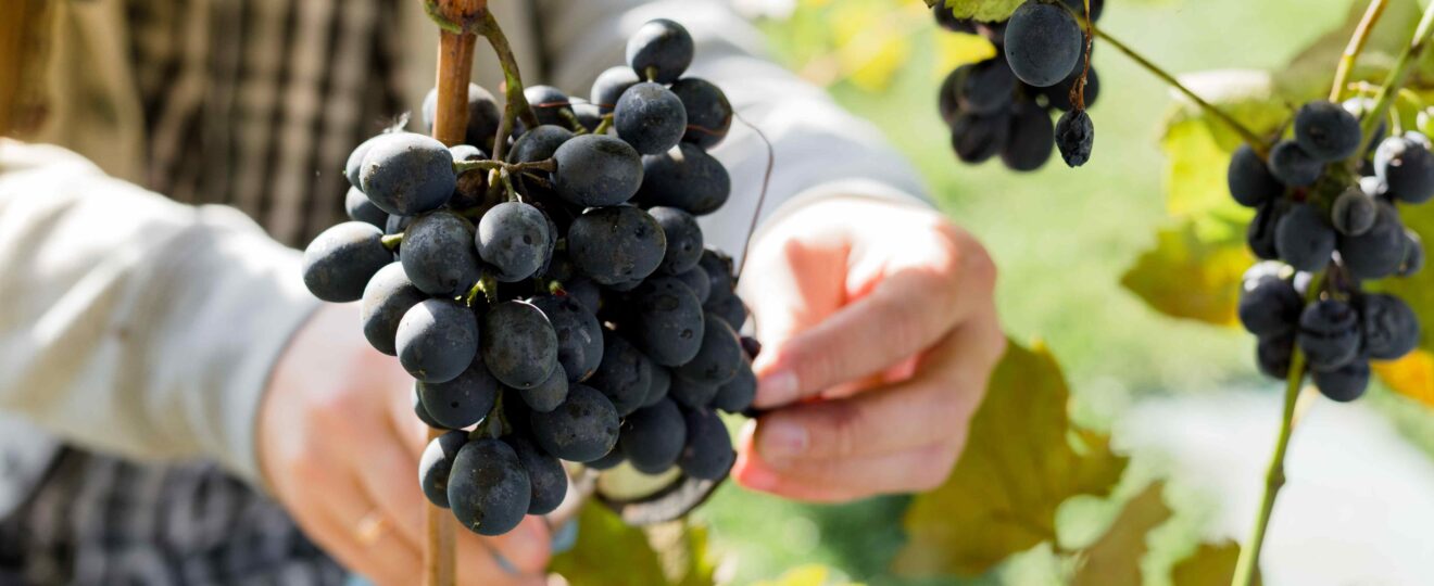 pinot-noir